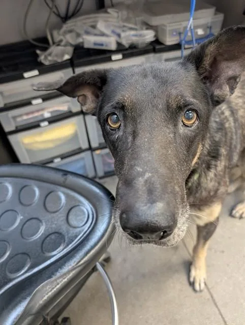 An adult large-sized male German Shepherd Dog dog named Sniper for adoption in Tucson, AZ