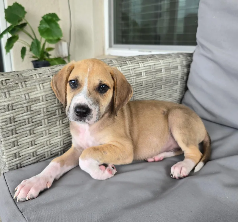 A baby medium-sized male Pit Bull Terrier dog named Spokes for adoption in Tampa, FL