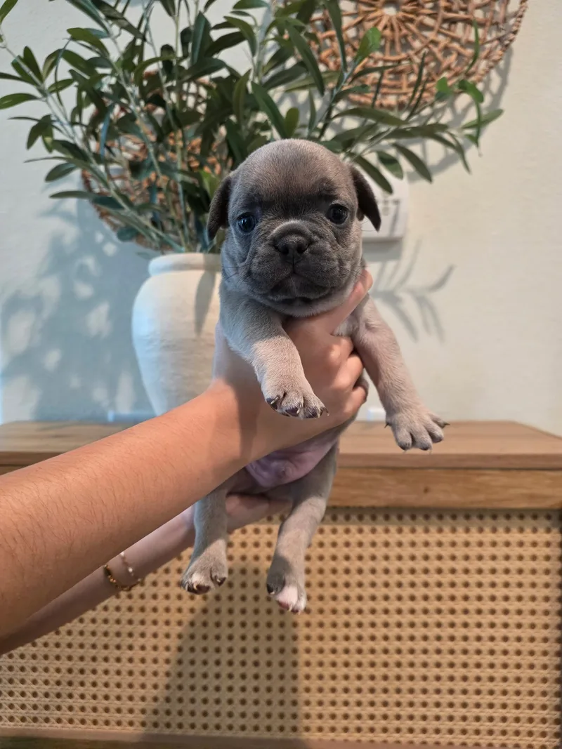 A baby small-sized male French Bulldog dog named Bentley for adoption in Penryn, CA