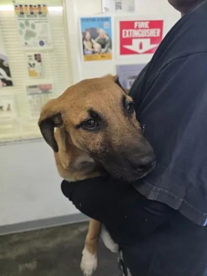 A baby medium-sized male German Shepherd Dog dog named Jose for adoption in Los Angeles, CA