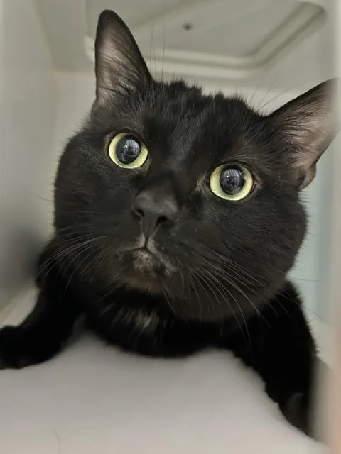 An adult medium-sized male Black Domestic Short Hair cat named Lucifur for adoption in Muskegon, MI