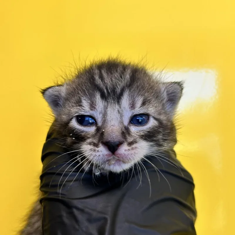 A baby small-sized male Black Domestic Short Hair cat named Rudder for adoption in Abilene, TX