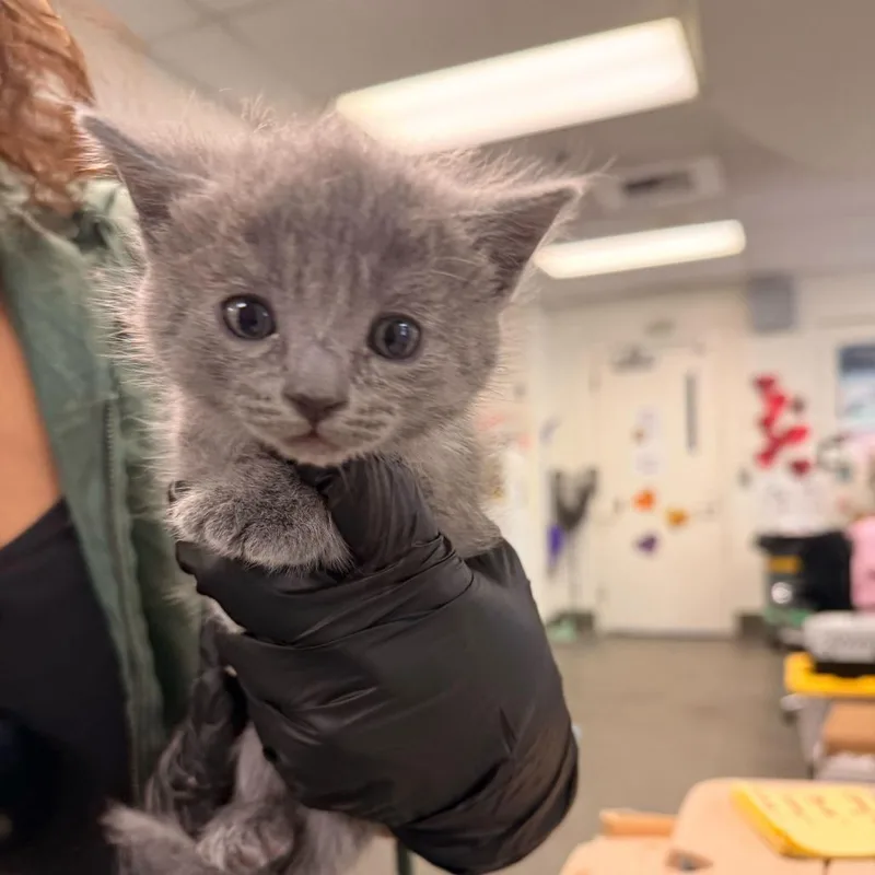 A baby medium-sized female Gray / Blue / Silver Domestic Short Hair cat named Cherry Pie for adoption in Redwood City, CA