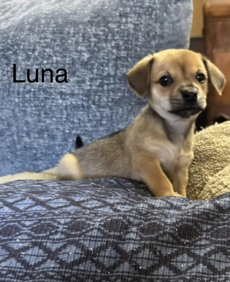Luna thumbnail 2