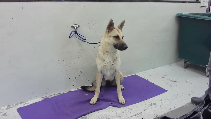 A young large-sized female German Shepherd Dog dog named Mom for adoption in Houston, TX