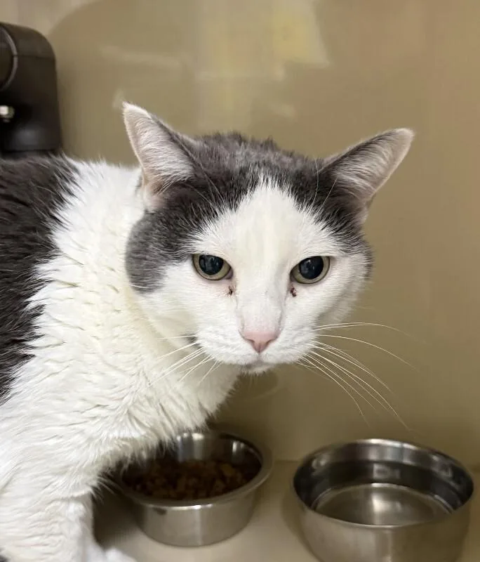 A senior large-sized female Gray & White Domestic Short Hair cat named Zoe for adoption in Arlington, WA