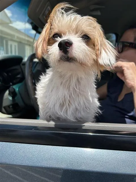 A young small-sized male Terrier dog named Papa for adoption in San Antonio, TX