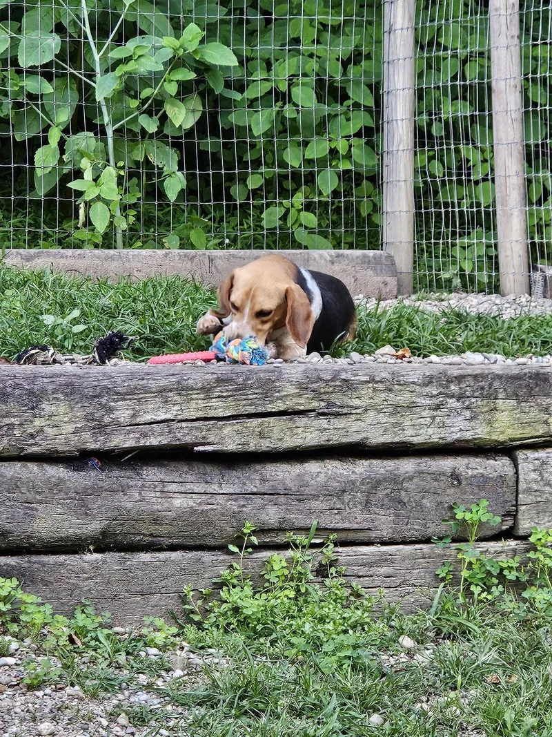 An adult medium-sized male Beagle dog named Myles for adoption in Woodsfield, OH