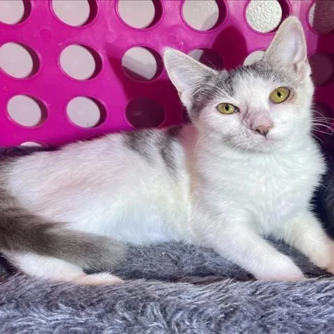 A young small-sized female White Domestic Short Hair cat named Huggie for adoption in Pasadena , MD