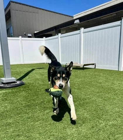An adult medium-sized male Tricolor (Brown, Black, & White) Husky dog named Blue for adoption in Downers Grove, IL