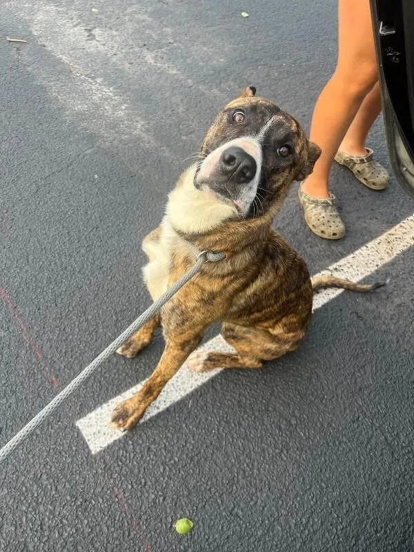 A young large-sized male Brindle Labrador Retriever dog named Brisket for adoption in Georgetown, OH