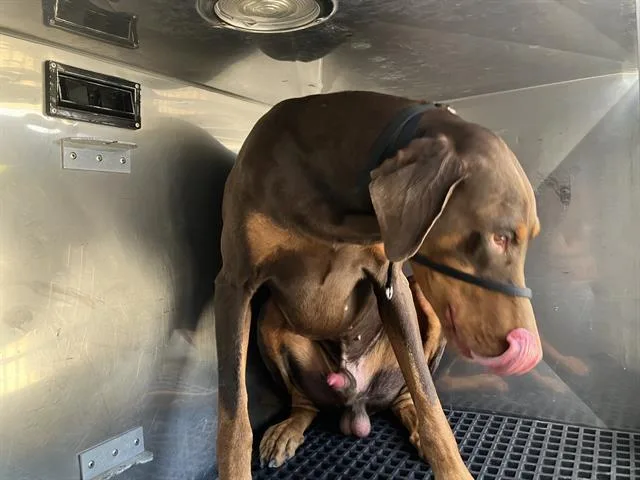 An adult extra large-sized male Doberman Pinscher dog named Jaeger for adoption in Dallas, TX