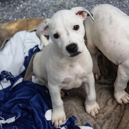 A baby small-sized male White / Cream English Bulldog dog named Red Pepper Sam for adoption in Atlanta, GA