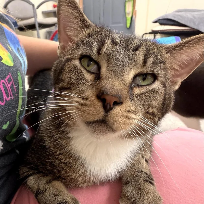 An adult medium-sized male Brown / Chocolate Domestic Short Hair cat named Farfalle for adoption in Pontiac, IL