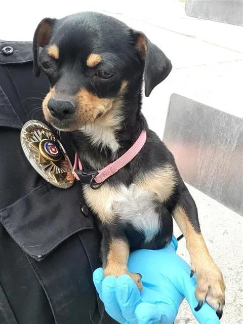 A young small-sized female Chihuahua dog named Frankie for adoption in San Antonio, TX