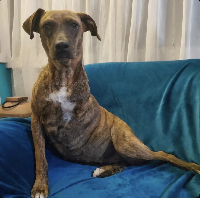 An adult medium-sized female Plott Hound dog named Coconut for adoption in Los Angeles, CA