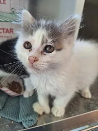 Marko