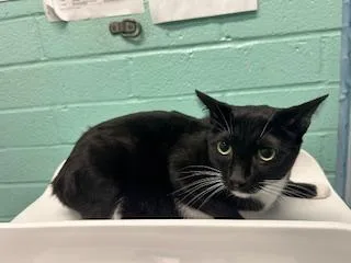 An adult medium-sized female Domestic Short Hair cat named Velma Coco for adoption in Gardena, CA