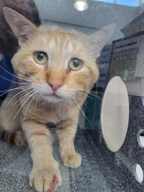 A young medium-sized male Domestic Medium Hair cat named Nanami for adoption in Dallas, TX