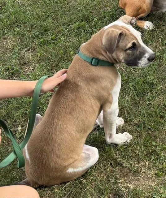 A baby small-sized female Mixed Breed dog named Camp for adoption in Princeton, IN