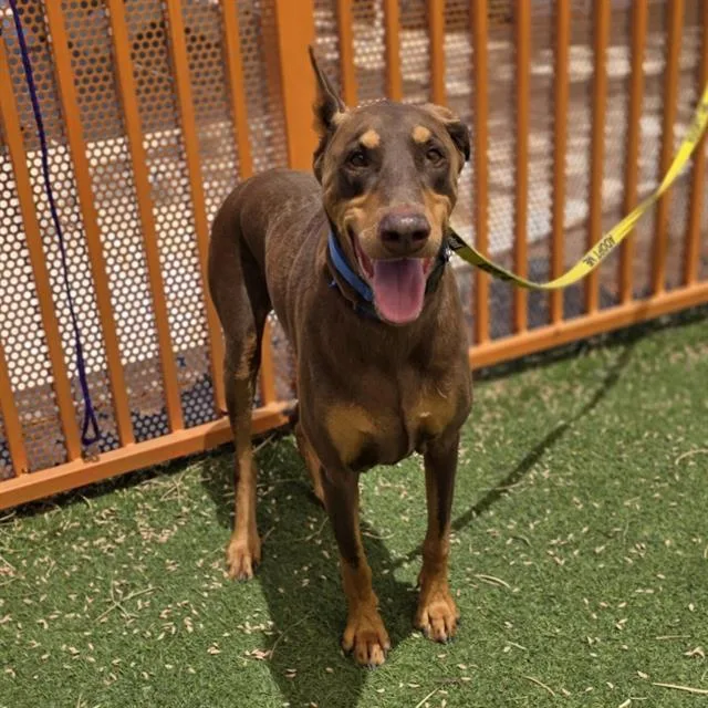An adult large-sized male Doberman Pinscher dog named Logan for adoption in Las Vegas, NV