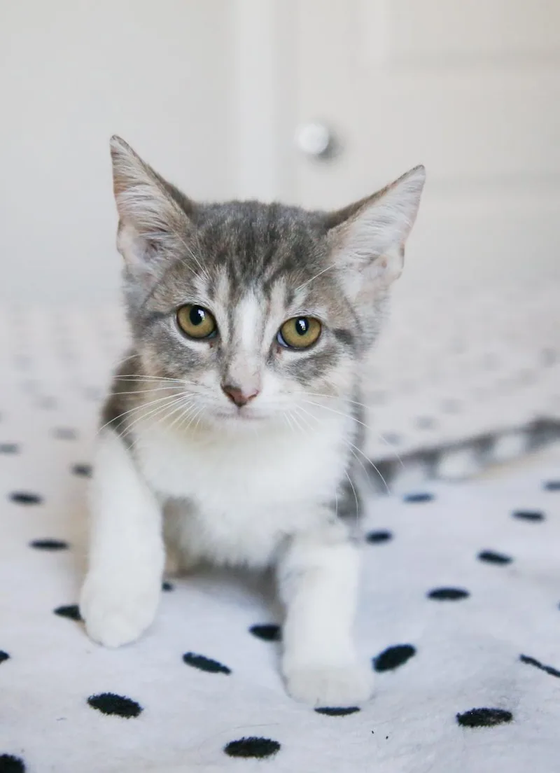 A baby medium-sized female Gray & White Tabby cat named Fern for adoption in Fort Worth, TX