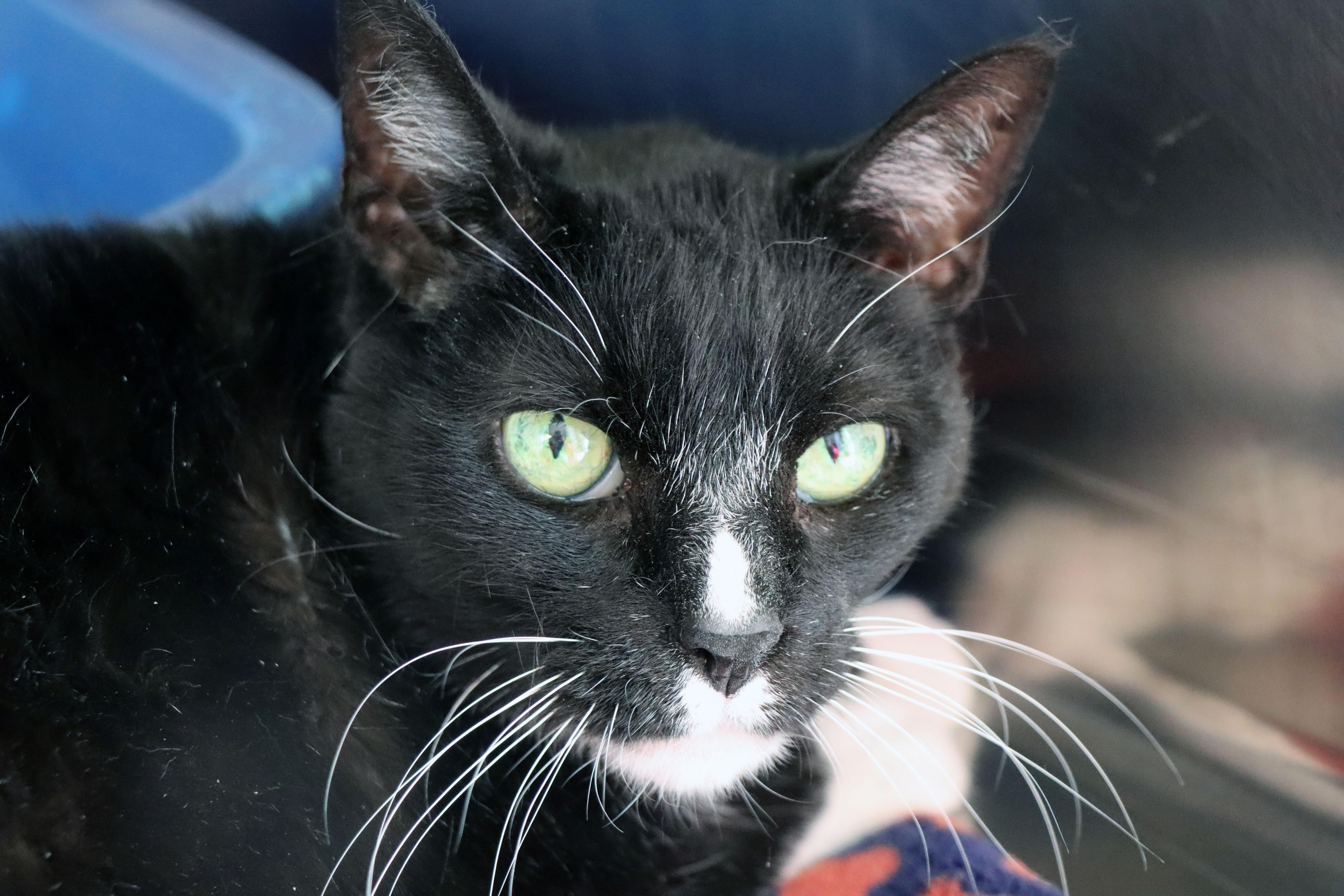 An adult extra large-sized male Black & White / Tuxedo Domestic Short Hair cat named Vasili for adoption in House Springs, MO