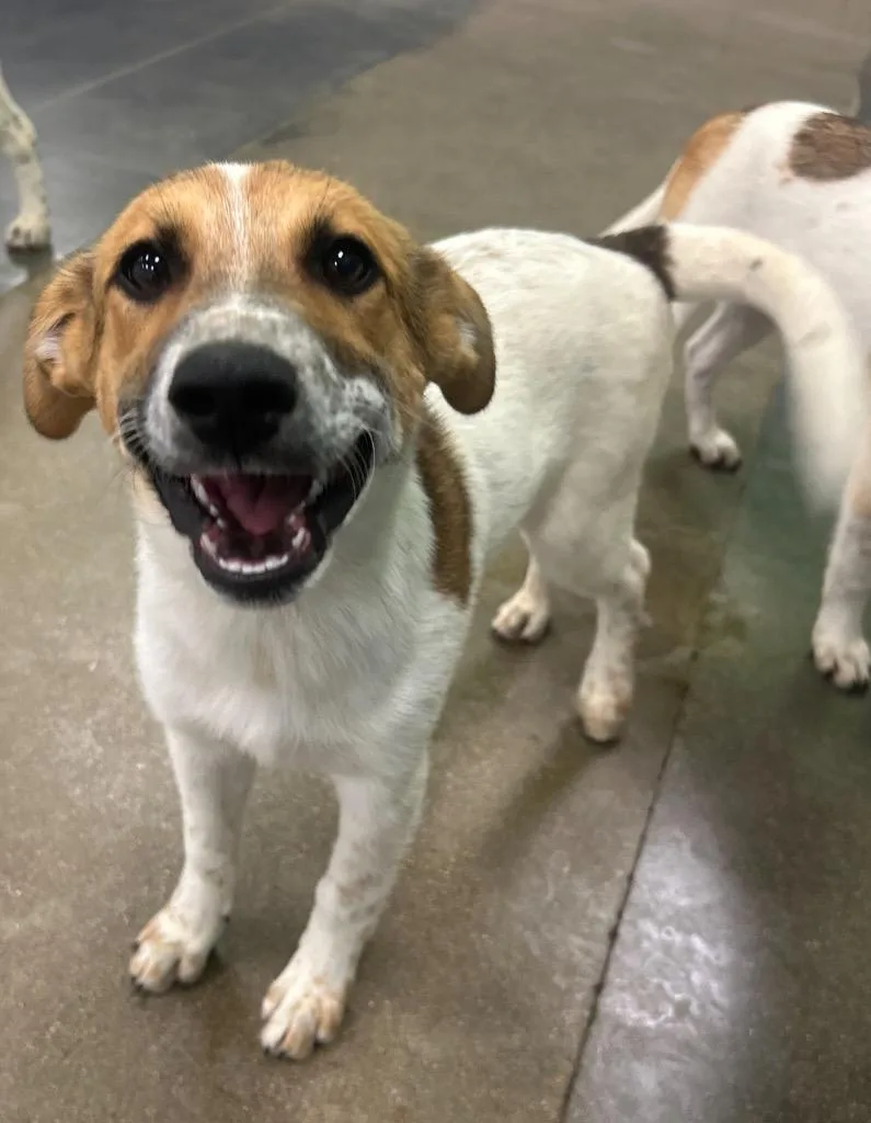A baby medium-sized female Australian Cattle Dog / Blue Heeler dog named Jang for adoption in Fort Lupton, CO