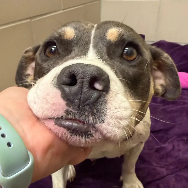 An adult medium-sized female White / Cream Mixed Breed dog named Remedy for adoption in Chattanooga, TN