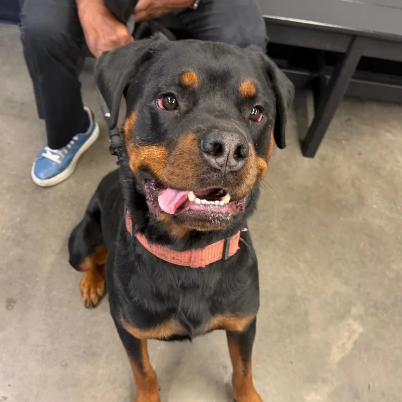 An adult large-sized male Rottweiler dog named Charlie for adoption in Tampa, FL