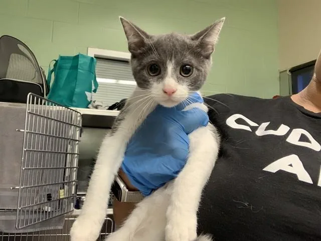 Tobias