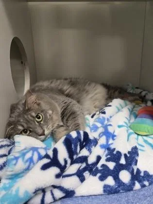 Pebbles thumbnail 3