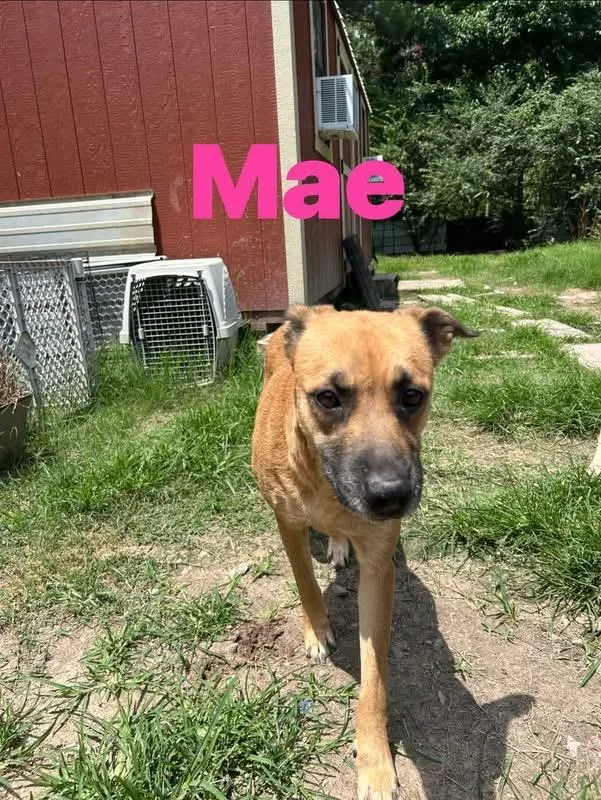 Mae