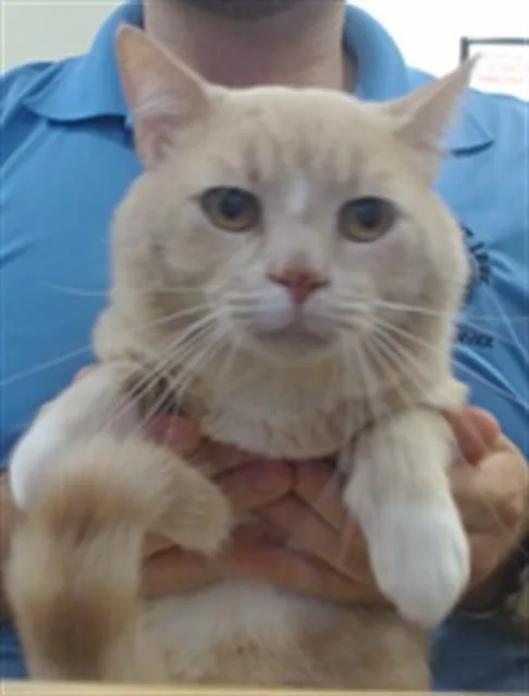 An adult small-sized male Domestic Short Hair cat named Toby for adoption in Miami, FL