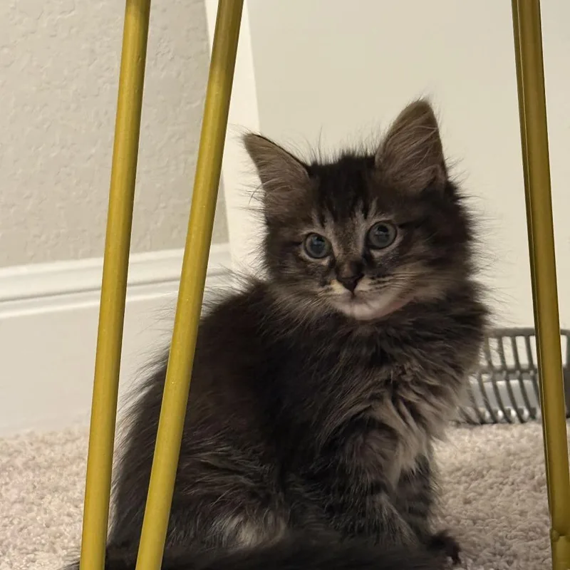 A young small-sized male Black Domestic Long Hair cat named Chewy for adoption in San Antonio, TX