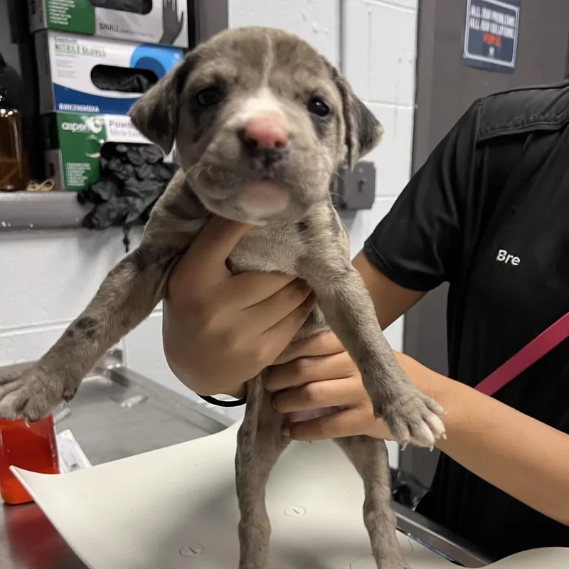 A baby small-sized female Gray / Blue / Silver Mixed Breed dog named Violet for adoption in Naples, FL