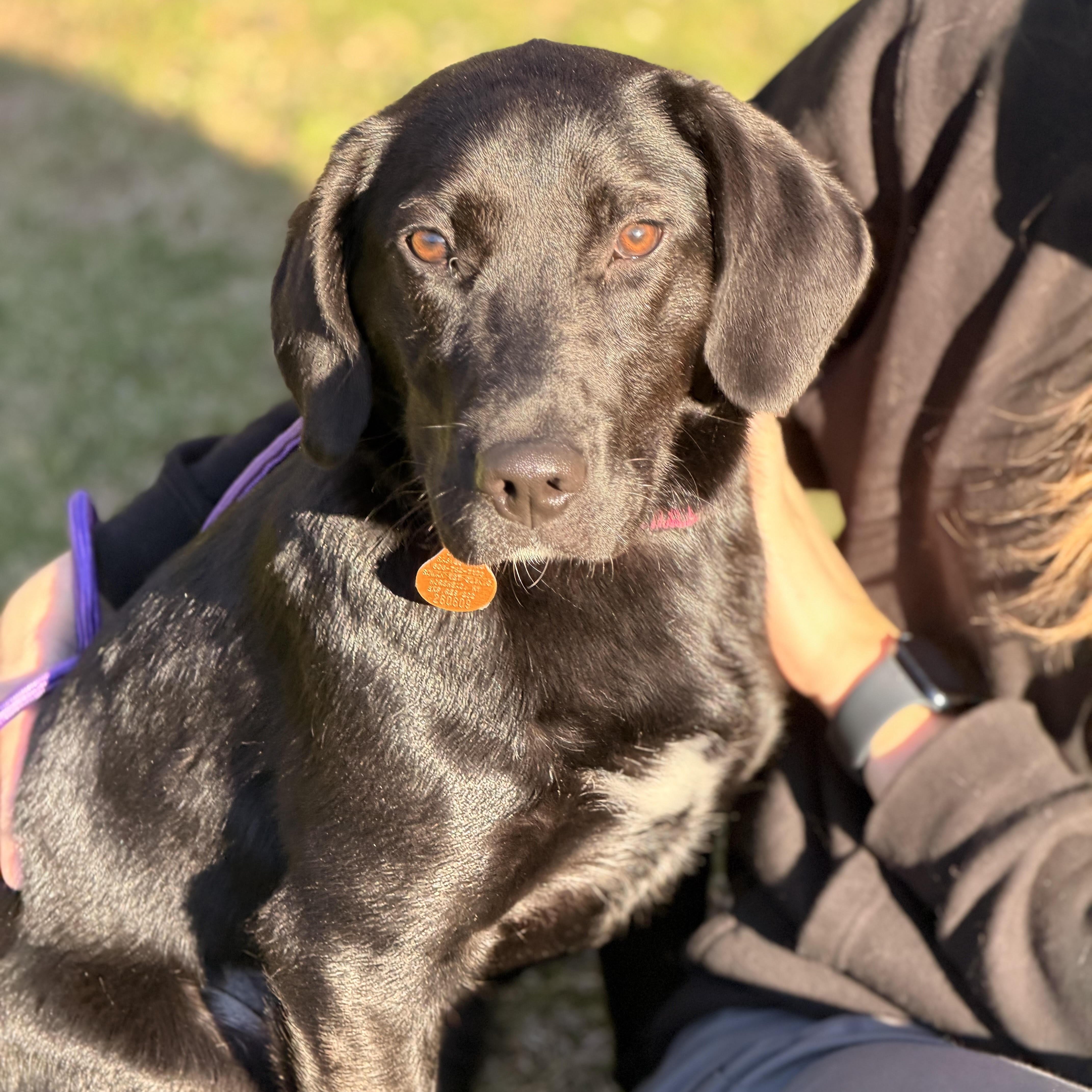 A baby medium-sized female Black Labrador Retriever dog named Dottie for adoption in Sparta, NJ