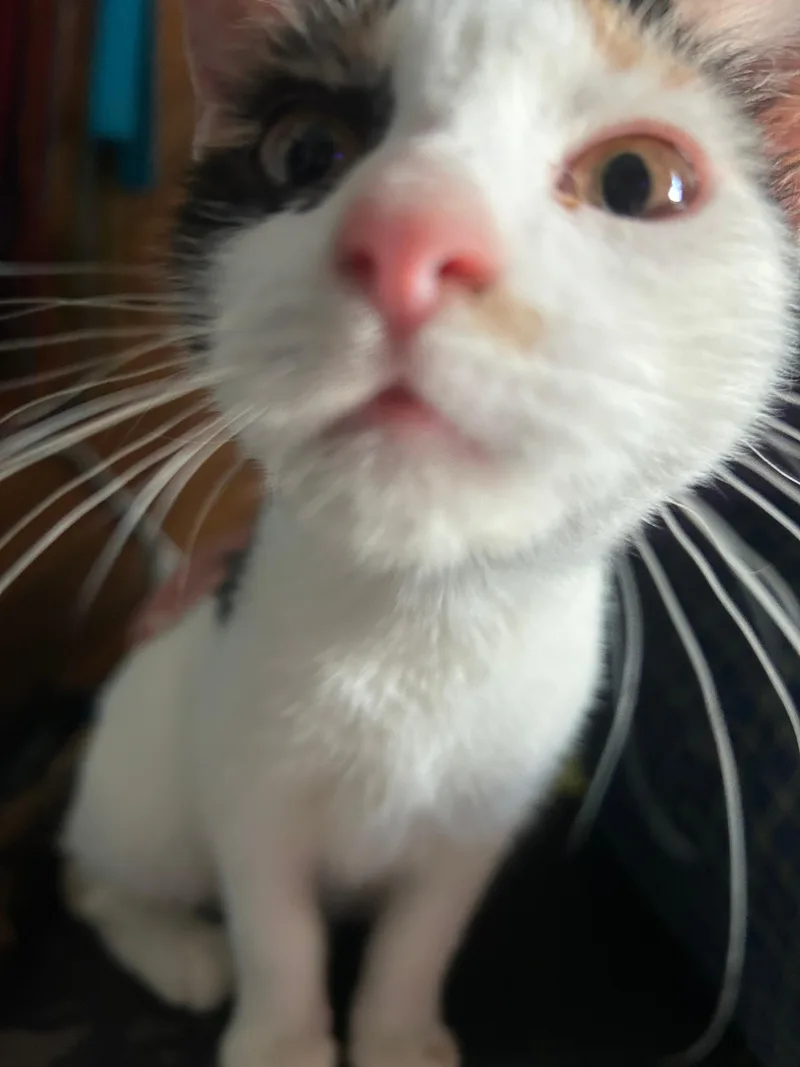 Gabrielle thumbnail 4