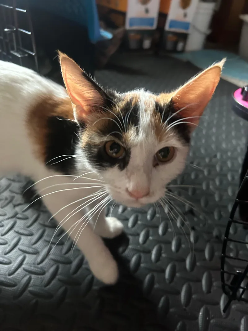 Gabrielle thumbnail 5