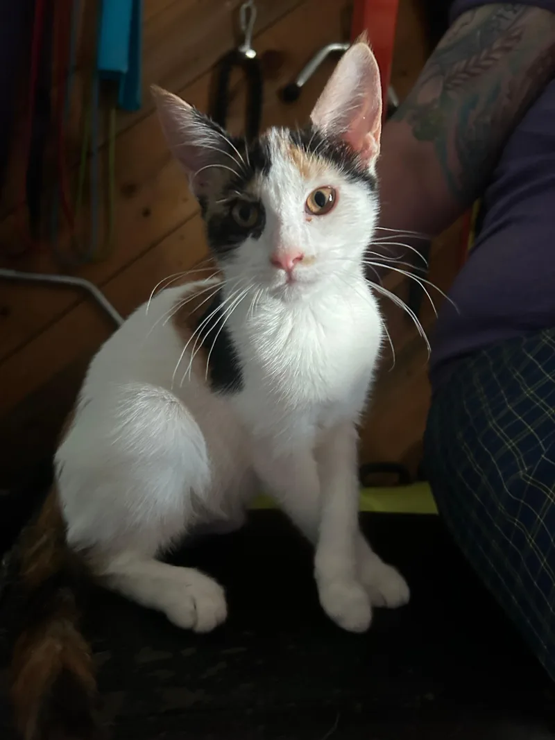 Gabrielle thumbnail 6