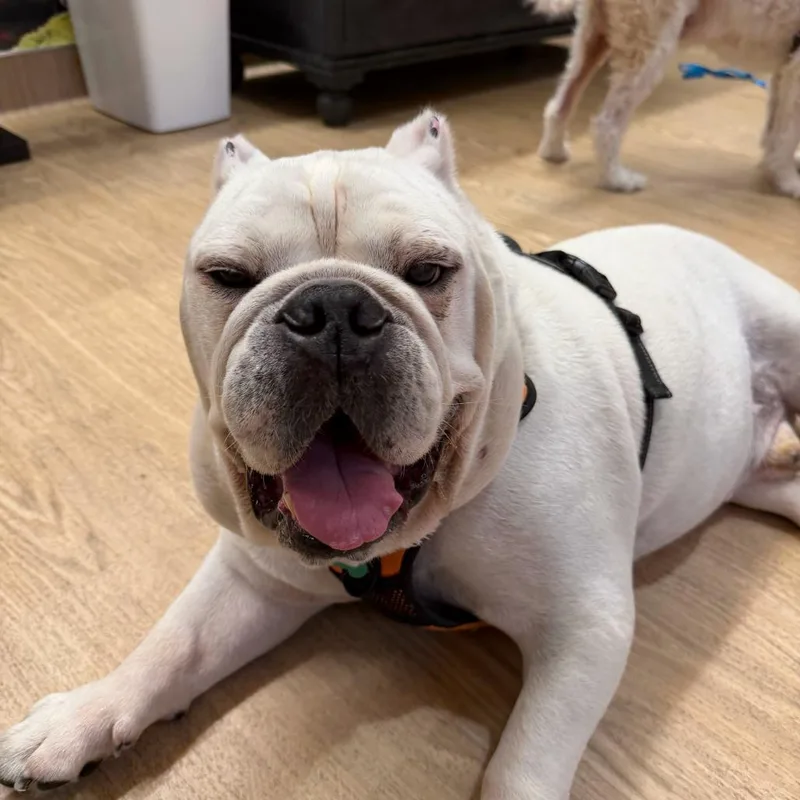 A senior large-sized male White / Cream English Bulldog dog named Dracula for adoption in San Francisco, CA