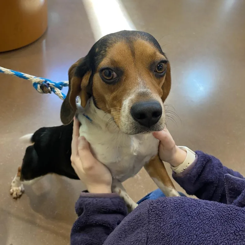 An adult small-sized female Beagle dog named Cinnamon for adoption in Lynchburg, VA
