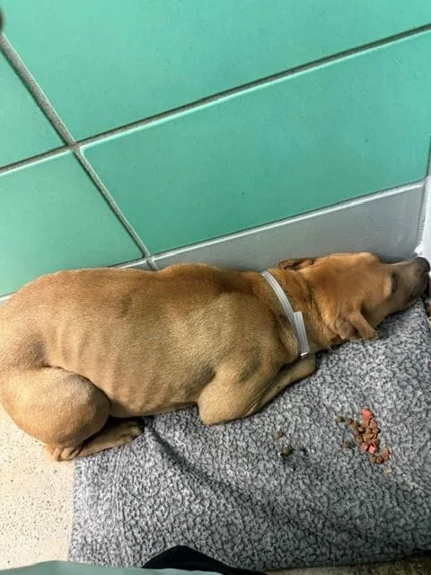 An adult large-sized female Staffordshire Bull Terrier dog named Tonya for adoption in Houston, TX