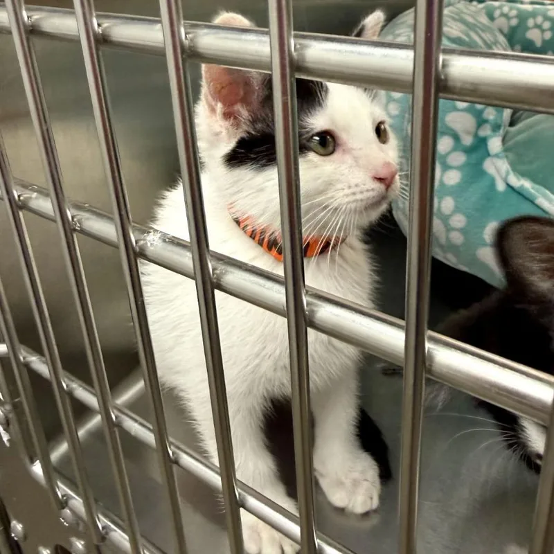 A baby small-sized female White Domestic Short Hair cat named Quinn for adoption in Lakewood, CO
