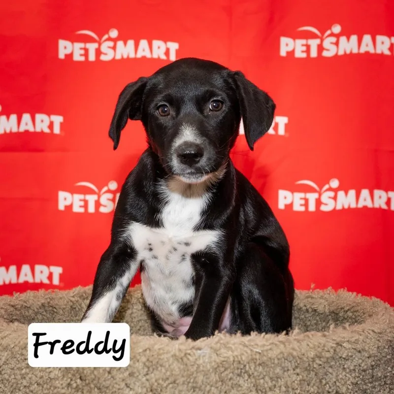 A baby medium-sized male Tricolor (Brown, Black, & White) Cattle Dog dog named Freddy for adoption in Calimesa, CA