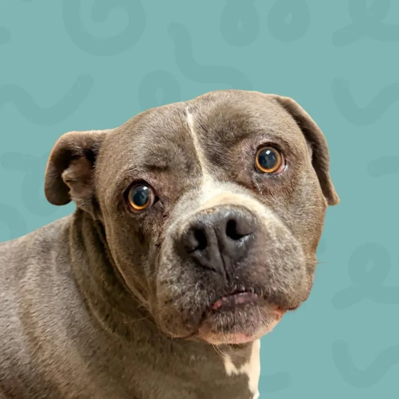 An adult large-sized male Pit Bull Terrier dog named Bertram for adoption in Reno, NV