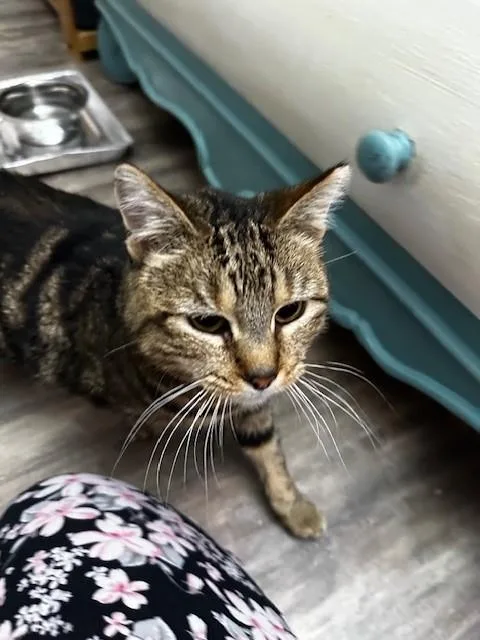 A senior small-sized female Brown / Chocolate Tabby cat named Taco Gatocat for adoption in Sunnyvale, CA