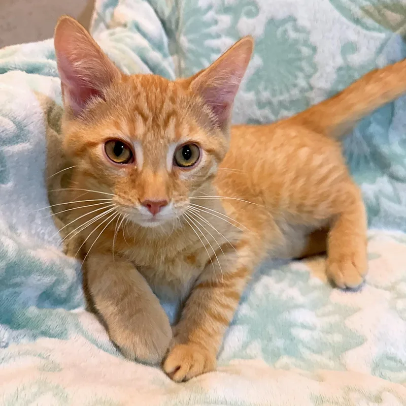 A baby medium-sized male Tabby (Orange / Red) Domestic Short Hair cat named Cruise for adoption in Cincinnati, OH