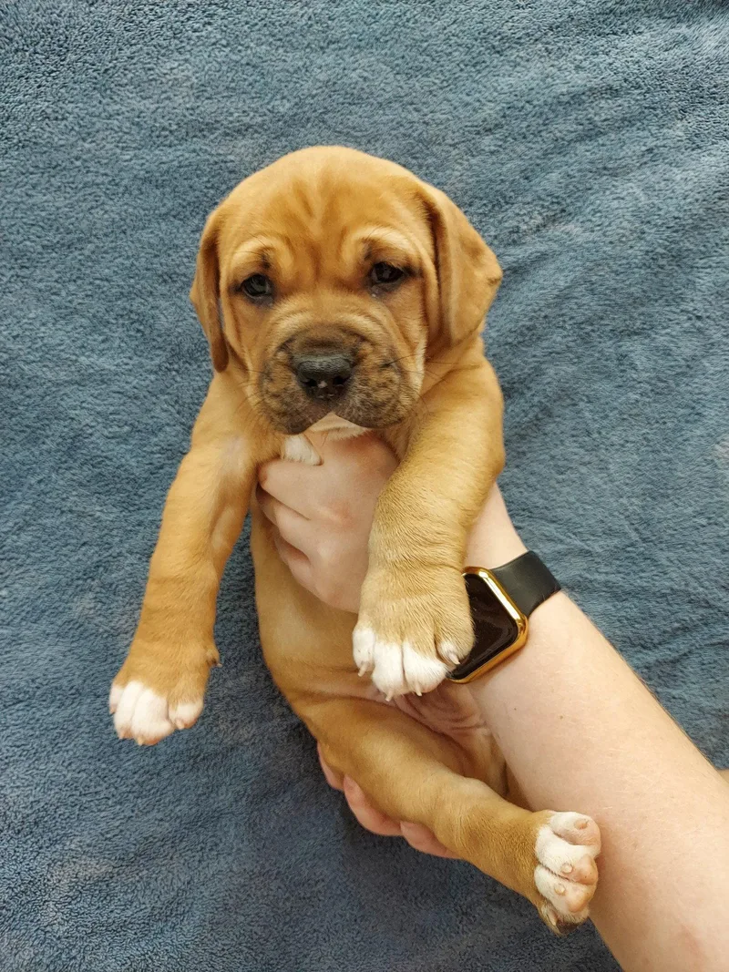 A baby medium-sized male Labrador Retriever dog named Kinsley for adoption in Herndon, VA