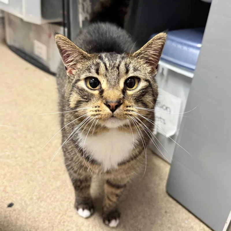 An adult medium-sized female Brown / Chocolate Domestic Short Hair cat named Speedy for adoption in Brookfield, WI